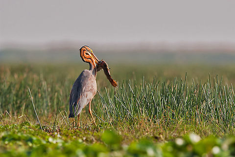 Purple Heron Catch A big fish was caught by this Purple Heron found at Mongla Jodi, Orissa, India. They are used to catch snake, fish etc. from wedded land. Sometimes, they are fighting each other to protect their territory for their daily food. Ardea purpurea,Purple Heron,Purple Heron catch