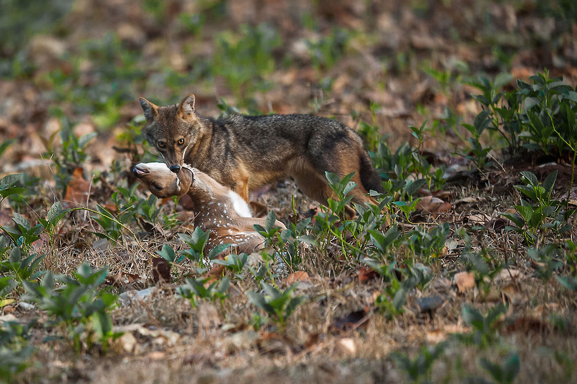 Jackal Prey This is rare shot of Jackal Prey found at Kabini Forest, Karnataka, India. Normally Jackal preys small animals. But this jackal killed Deer which is very   rare incident found in the forest. It chased, attacked and killed for 10 minites. Each stage was captured. Canis aureus,Canis aureus indicus,Golden jackal,Indian jackal,Jackal Prey