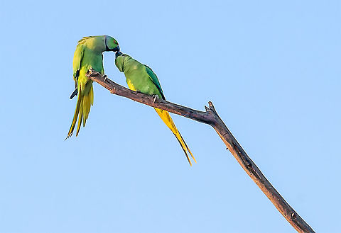 Made_for_each_other Two Parrots kiss each Other to express love just like humankind. It is astonishing event to watch behavior in the animal kingdom. Made for Each Other,Psittacula krameri,Rose-ringed Parakeet