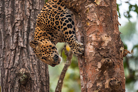 Leopard_Coming_Down This Leopard is sitting above my head on a tree while I am on Jeep at Kabini Reserve Forest In India. Thereafter, came down from the tree who was just about 20 feet from my Lens. Leopard,Panthera pardus