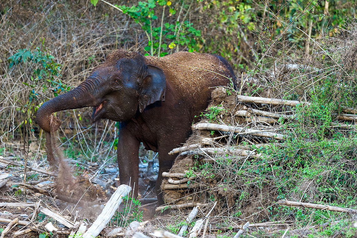 Elephant_Dusting This elephant is dusting itself after taking bath in the beautiful evening Kabini, India Asian elephant,Elephas maximus