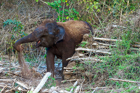 Elephant_Dusting This elephant is dusting itself after taking bath in the beautiful evening Kabini, India Asian elephant,Elephas maximus