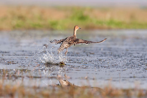 High_flier This Norther Shoveller found at Mongla Jodi, Orissa, India Anas acuta,India,Northern Pintail