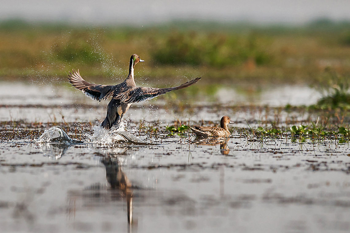 Pintail_Fly This Norther Pintail Duck is migratory found Monglajodi at Odisa, India Anas acuta,Northern Pintail