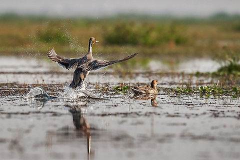 Pintail_Fly This Norther Pintail Duck is migratory found Monglajodi at Odisa, India Anas acuta,Northern Pintail
