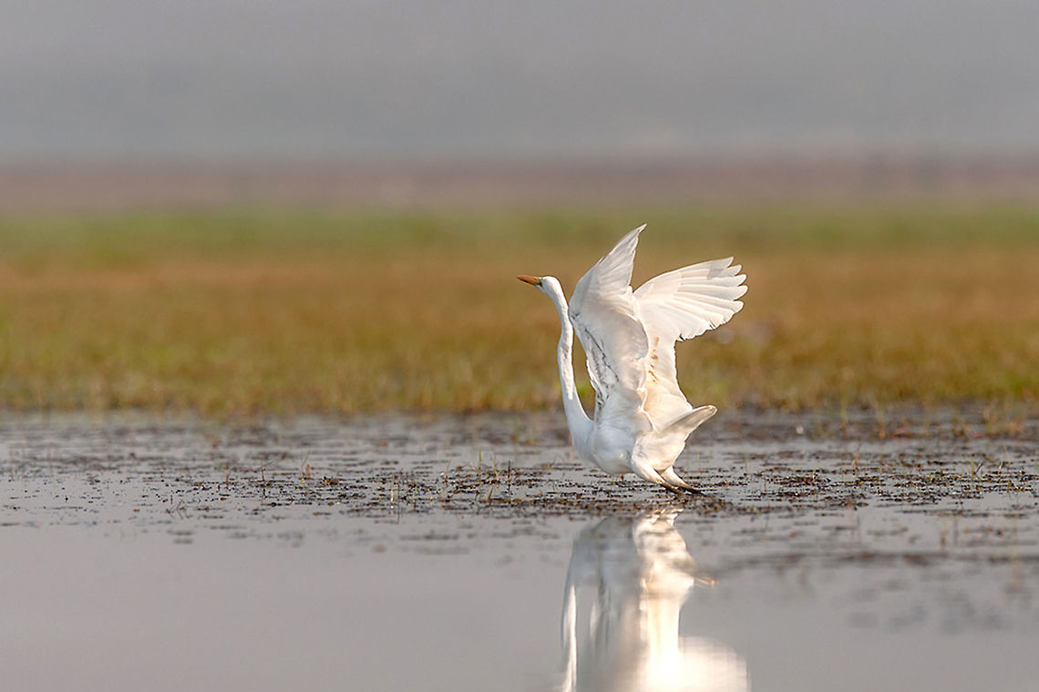 Ready_to_Fly This Egret is found Monglajodi , Odisa, India Ardea alba modesta,Eastern Great Egret