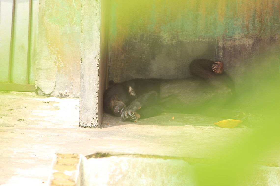 Napping_The_Bear This bears a nap after spending the morning meal . Asian black bear,Ursus thibetanus