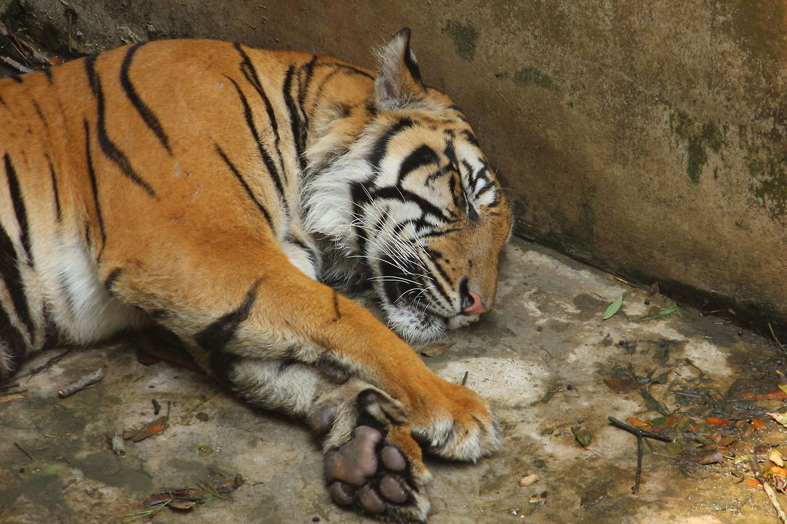 Napping_The_Tiger There are no friends to play , this tiger choose to sleep. Panthera tigris,Tiger