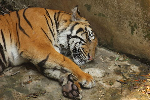 Napping_The_Tiger There are no friends to play , this tiger choose to sleep. Panthera tigris,Tiger