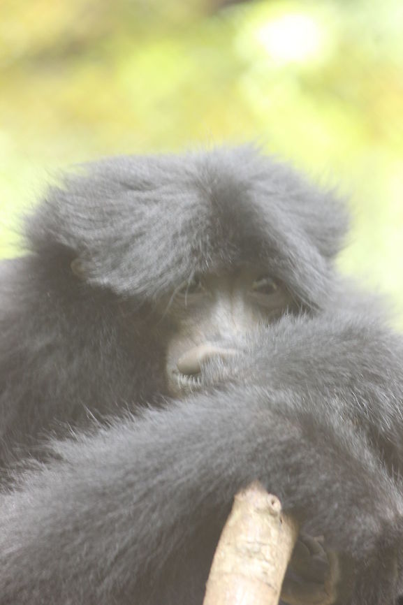 Sad_Face_in_The_Zoo Lost the Habitat Siamang,Symphalangus syndactylus