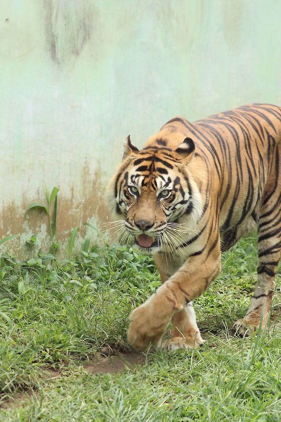 The Hunter The Hunter Panthera tigris,Tiger