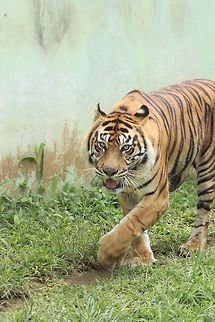 The Hunter The Hunter Panthera tigris,Tiger