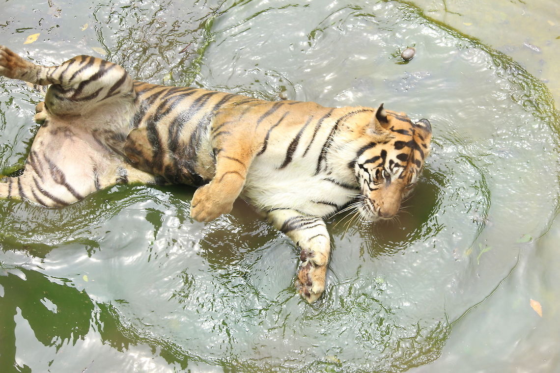 Playing on The Water The Tiger playing on the Water Panthera tigris,Tiger