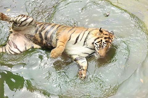Playing on The Water The Tiger playing on the Water Panthera tigris,Tiger