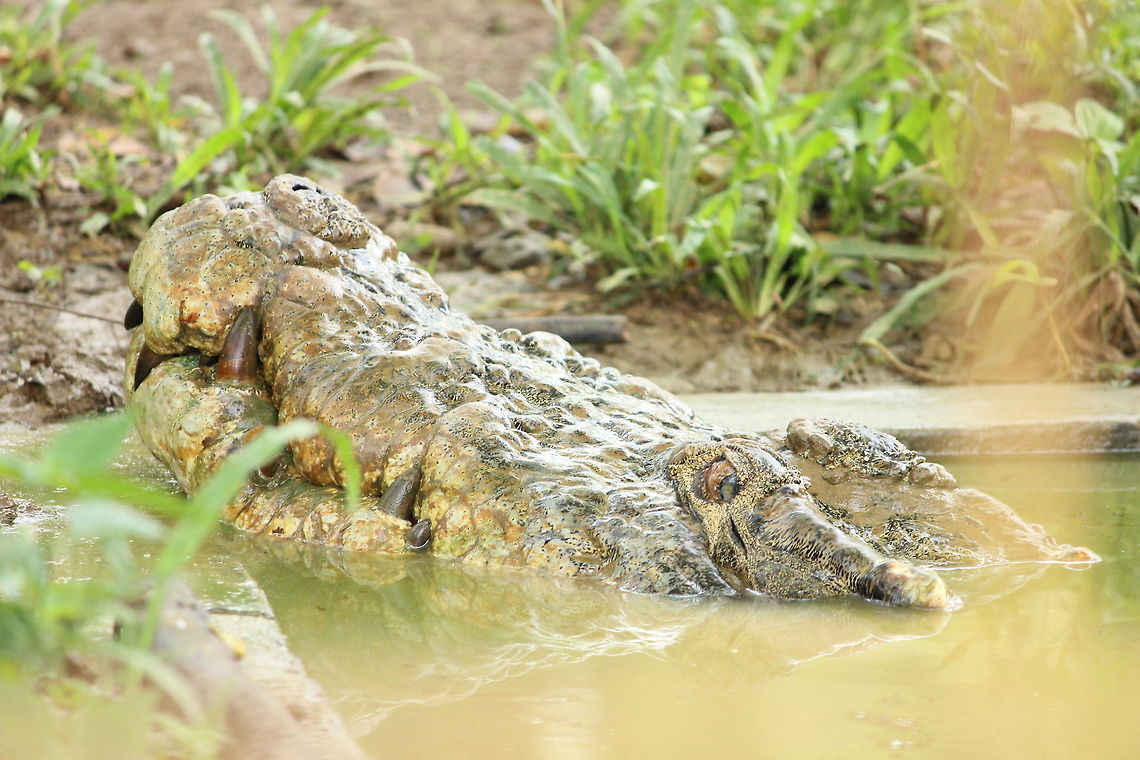 Where are you  Crocodile