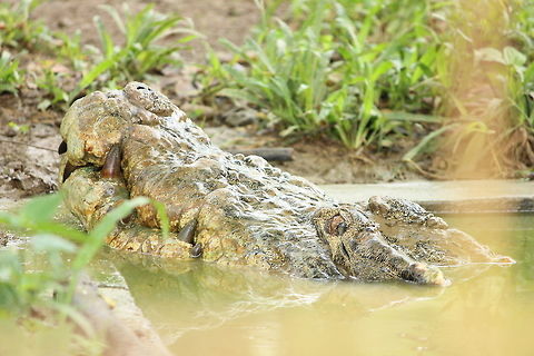 Where are you  Crocodile