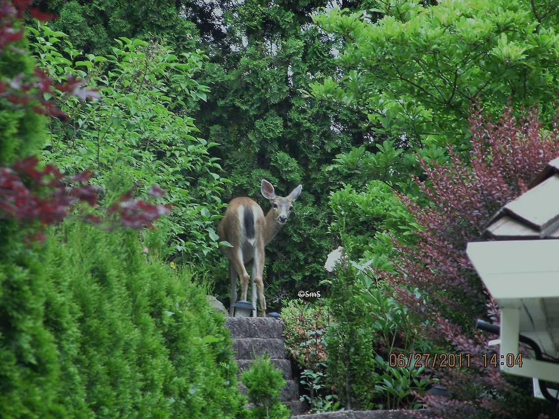 Deer Deer Me! Come to munch the yummy greens Odocoileus virginianus,White-tailed Deer
