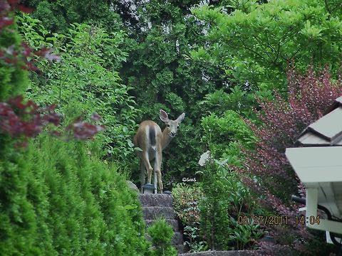 Deer Deer Me! Come to munch the yummy greens Odocoileus virginianus,White-tailed Deer