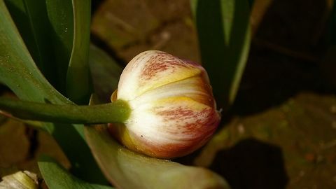Tulip Bud