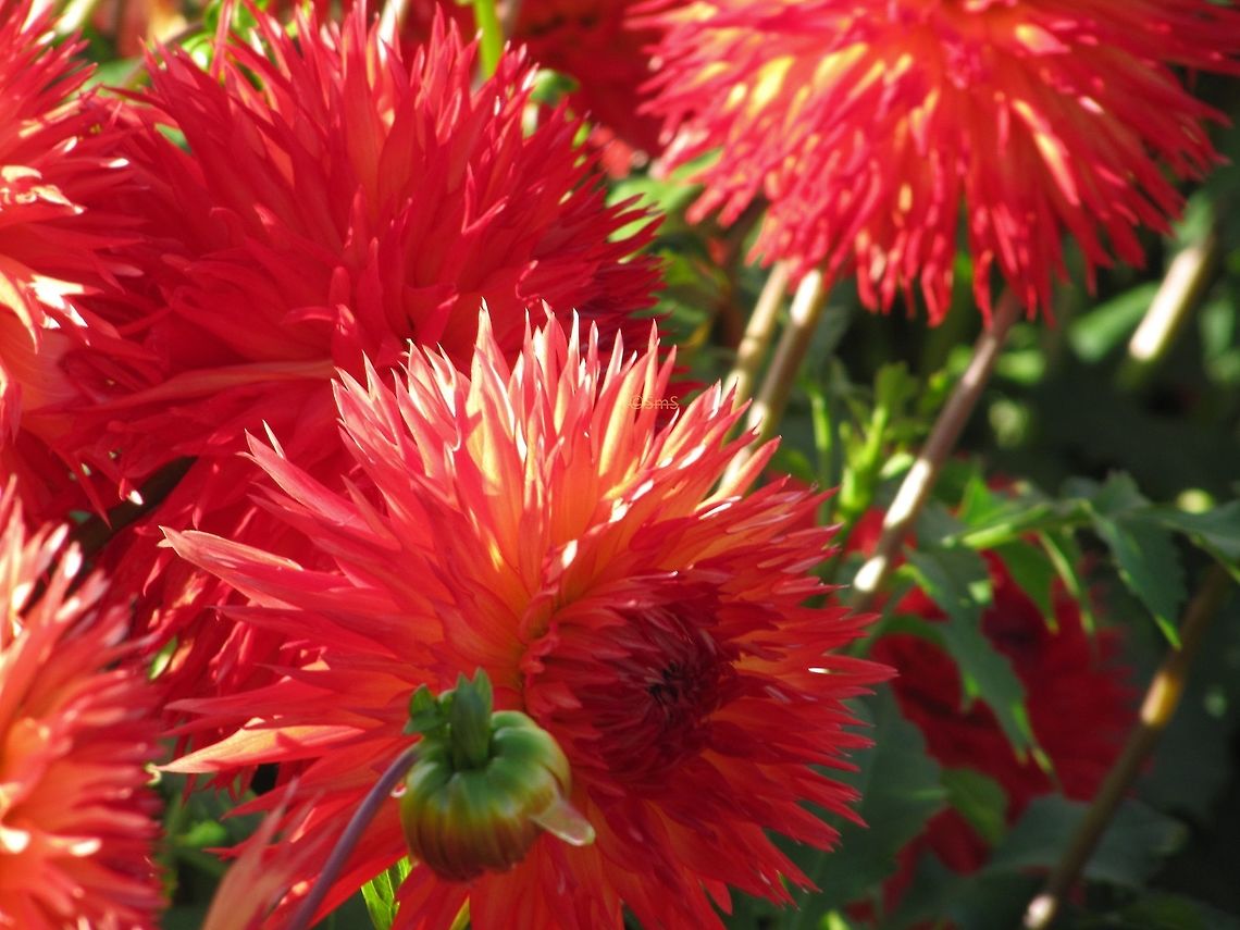 Delightful_Dahlias  Dahlia x hortensis Guillaumin