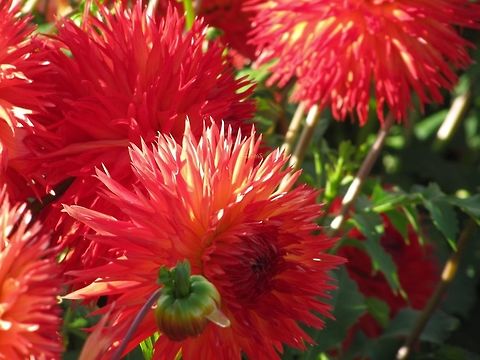 Delightful_Dahlias  Dahlia x hortensis Guillaumin