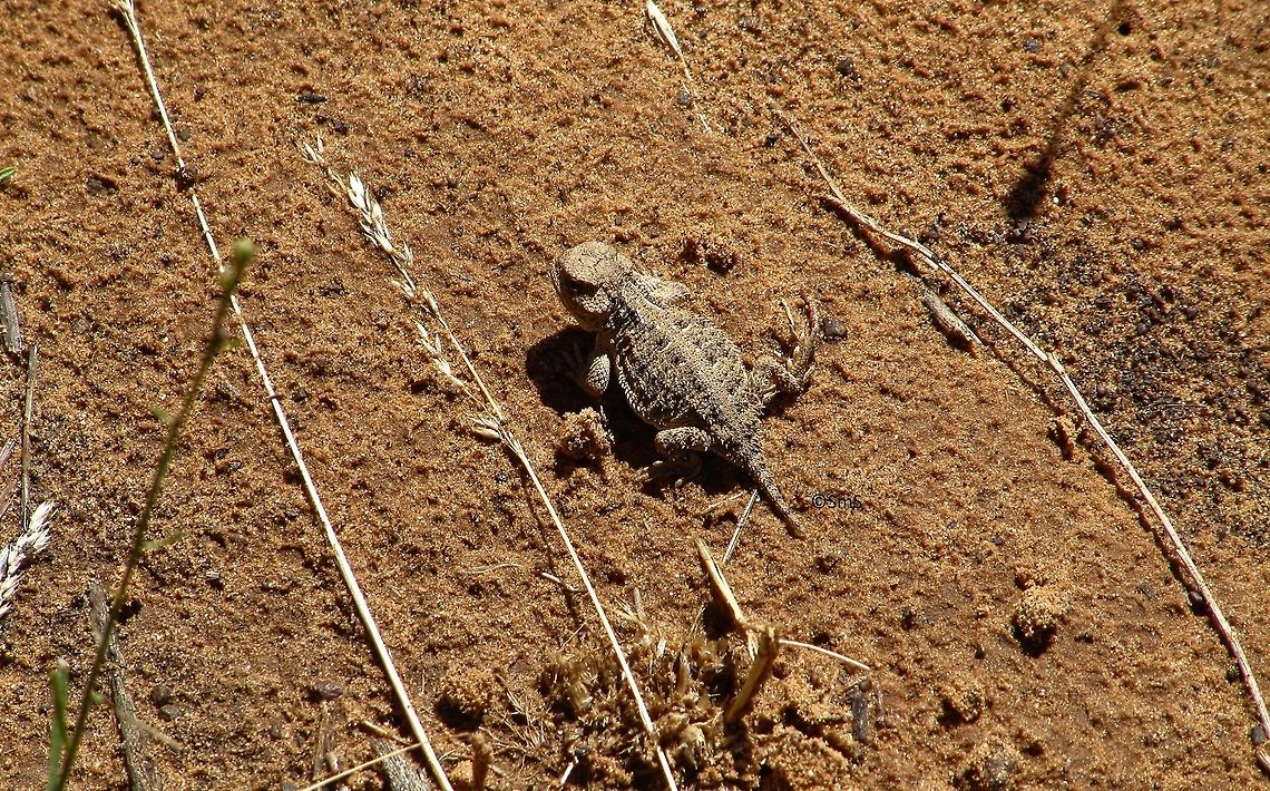 Warming up!  Geotagged,Phrynosoma douglasii,Pygmy short-horned lizard,Summer,United States