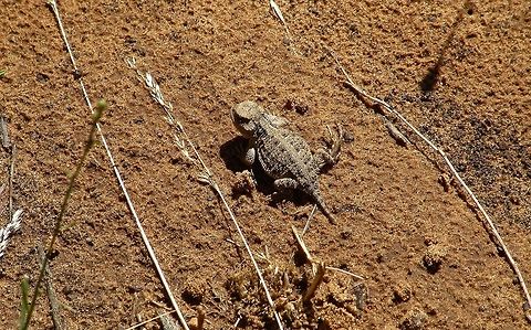 Pygmy short-horned lizard