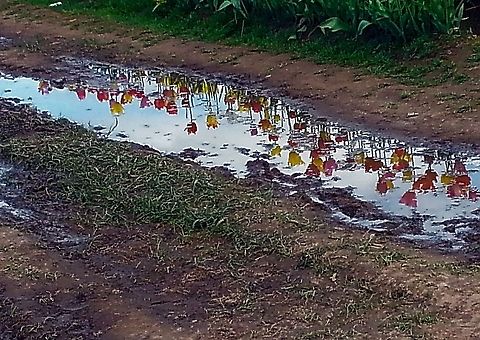 Reflections