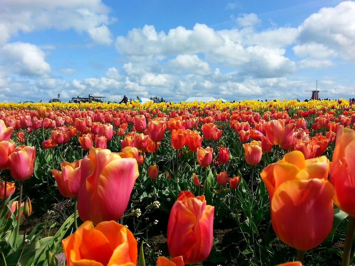 Tulips_Galore  Geotagged,Spring,United States