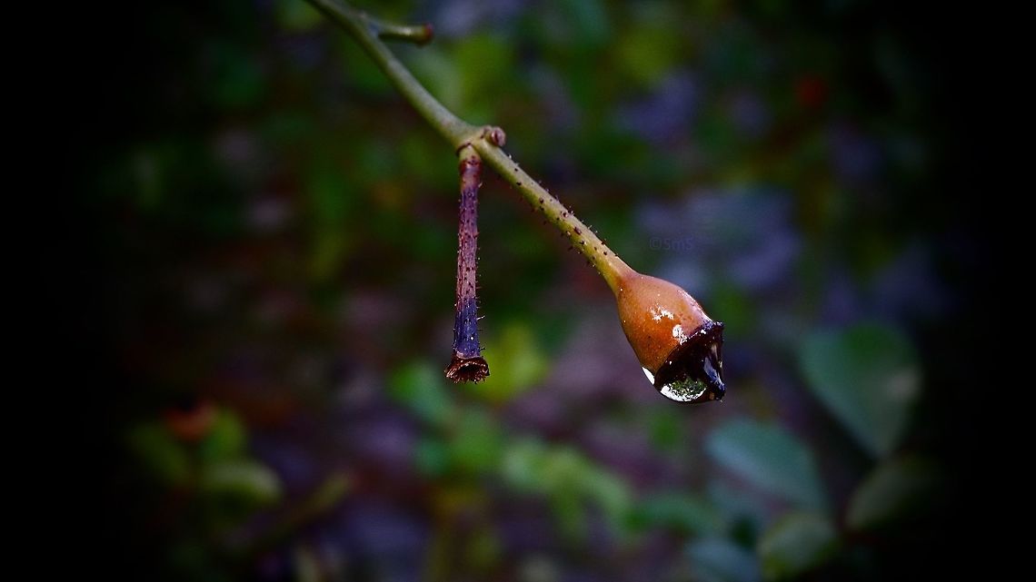 Dew Drop
