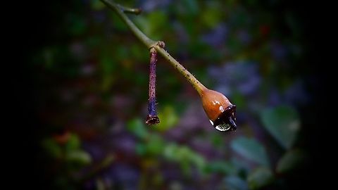 Dew Drop