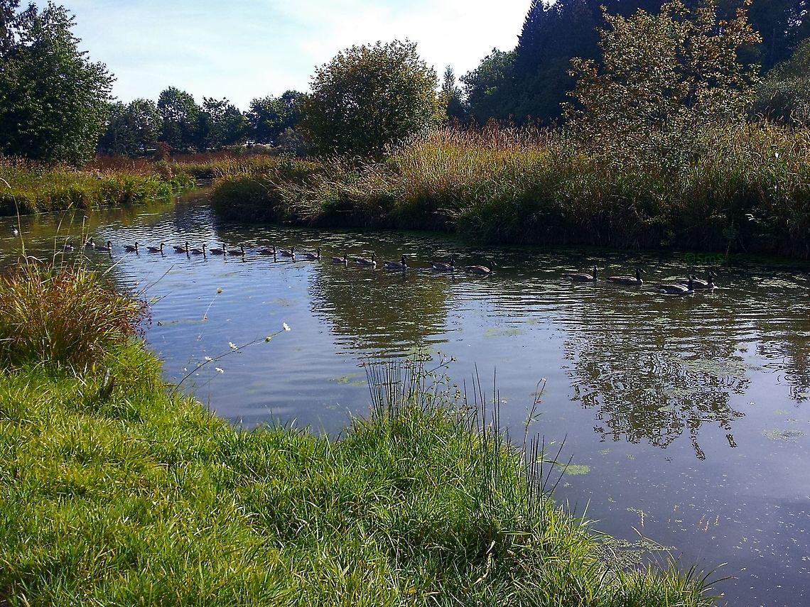 Following_the_leader._._._._  Branta canadensis,Canada goose