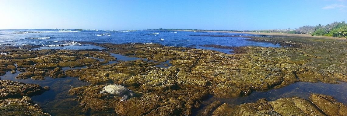 Turtle  Geotagged,United States,Winter