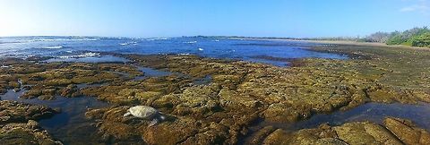 Turtle  Geotagged,United States,Winter