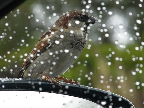 Visiting_Avian  House sparrow,Passer domesticus