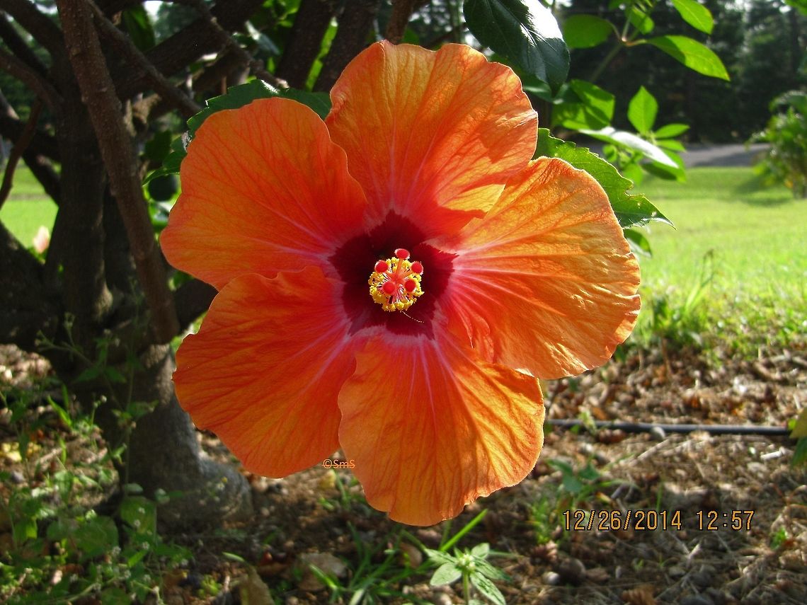 Hibiscus  Chinese hibiscus,Hibiscus rosa-sinensis