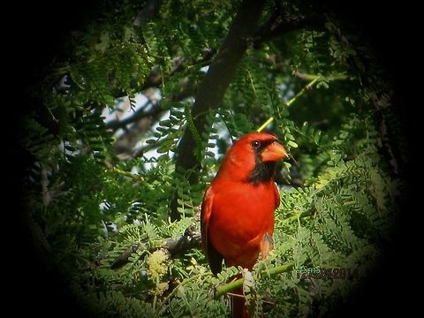 IMG_8650[1]  Cardinalis cardinalis,Northern Cardinal