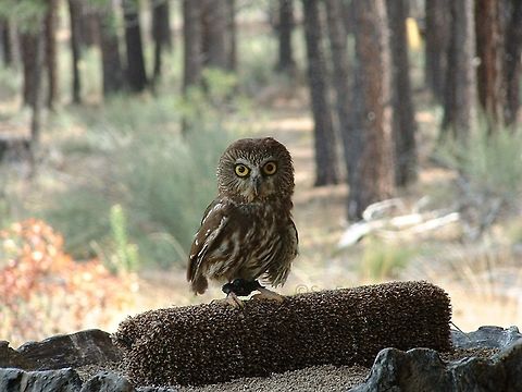 Rescued Barn Owl (I think)  Aegolius acadicus,Geotagged,Northern saw-whet owl,Summer,United States