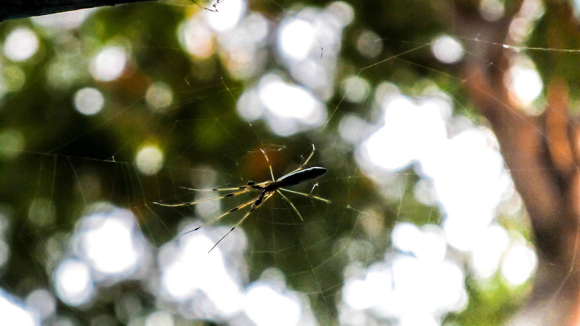 Spider - At my apartment in Chennai, India. Took this piece of puzzle down in my apartment. Still confused about it's species. Adios, to the person who finds the species! Black,Bokeh,Digital,Geotagged,India,Spider,Spring,Tree