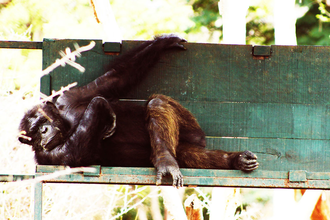 A chimpanzee cooling of at Arignar Anna Zoological Park, Vandalur After taking a long walk around the zoo in the scorching sun, I found this chimpanzee resting under the shade with a class and style so cool that i decided to capture it. Chimpanzee,Common chimpanzee,Geotagged,India,Pan troglodytes,Spring,mammals,zoo