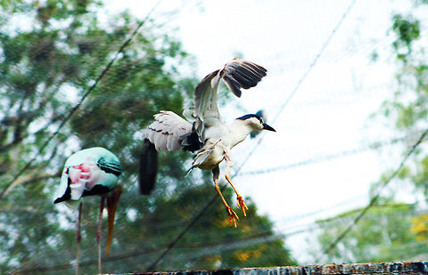 Night Heron at Arignar Anna Zoological Park A night heron landing. Also in frame is a painted stork. Both in the water birds enclosure Arignar Anna Zoological Park,Black-crowned Night-Heron,Nycticorax nycticorax,bird,india,night heron