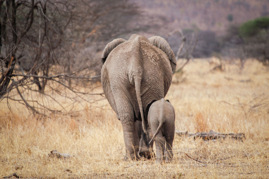 By Mother's Side I took this photo while doing my field studies in Tarangire National Park. My fellow students and I were observing the activity patterns of elephants in the park. This was our last group of the day and, as they left, I captured this mother and juvenile walking alongside one another. Africa,African bush elephant,Elephant,Geotagged,Loxodonta africana,Mother,Spring,Tanzania,baby animal