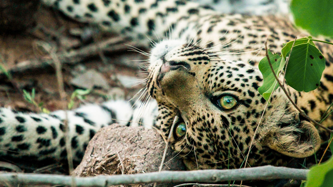 Upside Down I took this photo in the Sabi Sands Game Concession adjacent to Kruger Park. This was on the second day that we found a mother and her two cubs. This little female was waiting for her turn on a kill and napping on some elephant dung. When another camera's shutter released from the vehicle, she looked straight at me and allowed me to capture this moment. Geotagged,Leopard,Panthera pardus,South Africa,Spring