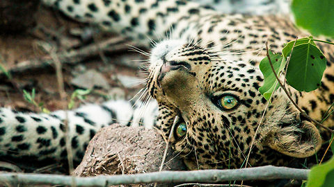Upside Down I took this photo in the Sabi Sands Game Concession adjacent to Kruger Park. This was on the second day that we found a mother and her two cubs. This little female was waiting for her turn on a kill and napping on some elephant dung. When another camera's shutter released from the vehicle, she looked straight at me and allowed me to capture this moment. Geotagged,Leopard,Panthera pardus,South Africa,Spring