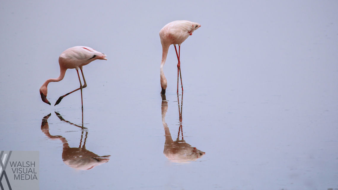 Reflections This is one of my favorite shots from my time in Tanzania. Of all the thousands of flamingos that flock to Lake Manyara,  these two decided to find a little space to feed in the warm water. Africa,Birds,Flamingo,Geotagged,Lesser Flamingo,Phoenicopterus minor,Spring,Tanzania,Water Birds,tanzania,water