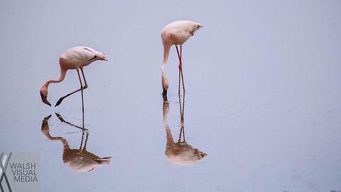 Reflections This is one of my favorite shots from my time in Tanzania. Of all the thousands of flamingos that flock to Lake Manyara,  these two decided to find a little space to feed in the warm water. Africa,Birds,Flamingo,Geotagged,Lesser Flamingo,Phoenicopterus minor,Spring,Tanzania,Water Birds,tanzania,water