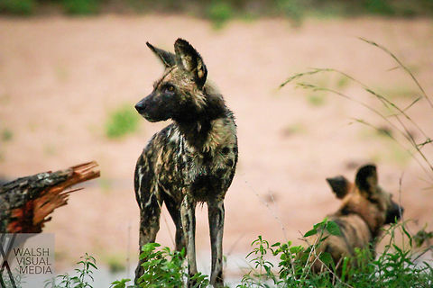 Standing Tall In a rare moment of stillness, I caught this image of an African Wild Dog looking around. The pack was running around and playing like dogs at a dog park. They would just run and run and run like they would never loose energy. Africa,African wild dog,Geotagged,Kruger National park,Lycaon pictus,South Africa,Spring