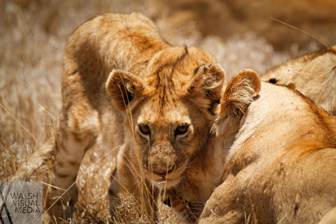 The Eyes Have It I took this photo in the Ngorongoro Crater during a game drive with some fellow students. Every time this youngster would move, it would nuzzle whichever female it was about to lay next to. Eyes,Geotagged,Grass,Lion,Ngorongoro Crater,Panthera leo,Spring,Tanzania