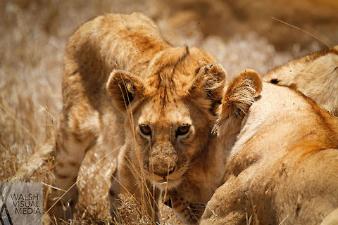 The Eyes Have It I took this photo in the Ngorongoro Crater during a game drive with some fellow students. Every time this youngster would move, it would nuzzle whichever female it was about to lay next to. Eyes,Geotagged,Grass,Lion,Ngorongoro Crater,Panthera leo,Spring,Tanzania