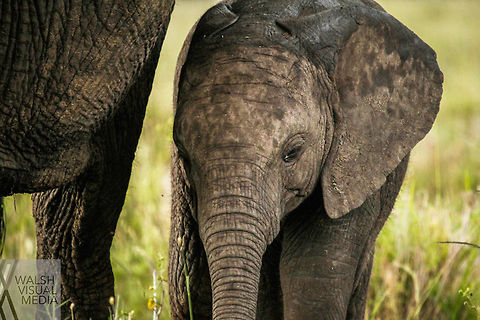 Seek Shelter A juvenile elephant seeks shelter in the rain under her mother's massive head.  African bush elephant,Geotagged,Loxodonta africana,Serengeti National Park,Spring,Tanzania,rain